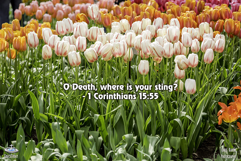 1 Corinthians 15:55 New Century Version (NCV) “Death, where is your victory? Death, where is your pain?”