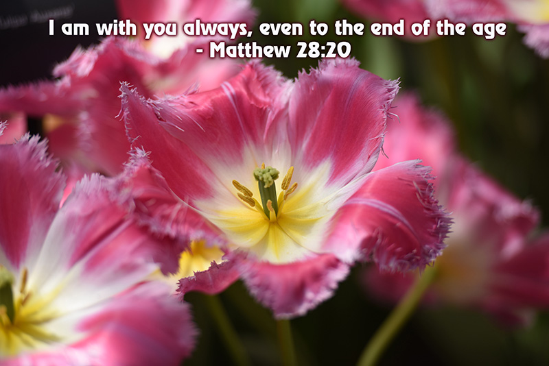 Matthew 28:20 New Century Version (NCV) Teach them to obey everything that I have taught you, and I will be with you always, even until the end of this age.”