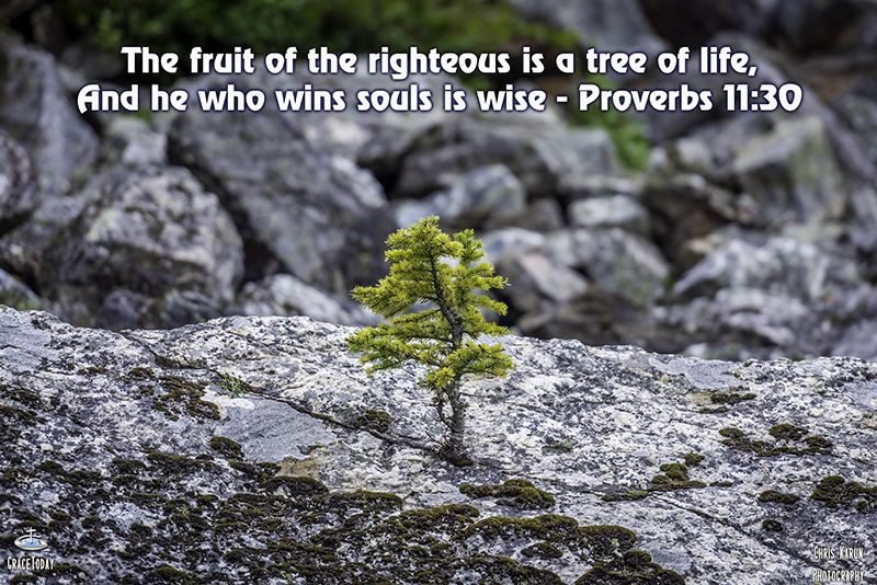 Proverbs 11:30 New Century Version (NCV) A good person gives life to others; the wise person teaches others how to live.