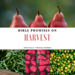 BIBLE PROMISES ON HARVEST